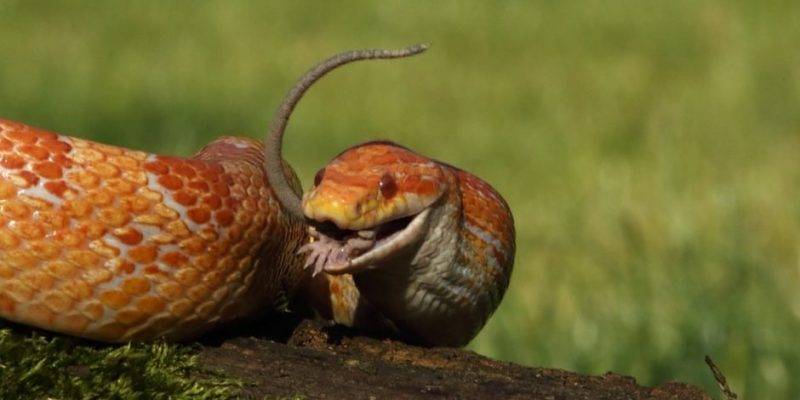 alimentacion de la serpiente - Cómo y qué comen las serpientes como alimento