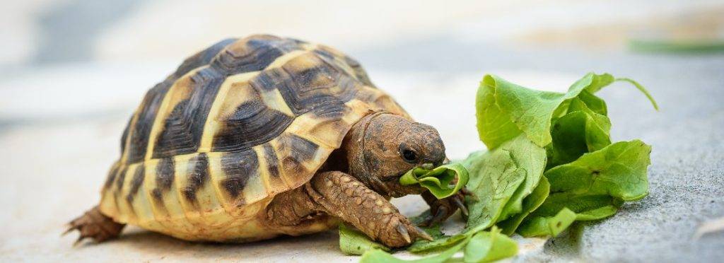 alimentacion de la tortuga de tierra - Qué alimentos son adecuados para las tortugas de tierra