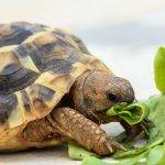 Qué alimentos son adecuados para las tortugas de tierra