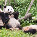 Qué come y cuánto bambú consume al día el oso panda