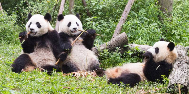 alimentacion de los osos panda - Qué come y cuánto bambú consume al día el oso panda