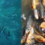 Qué comen y cómo se alimentan los peces en el mar