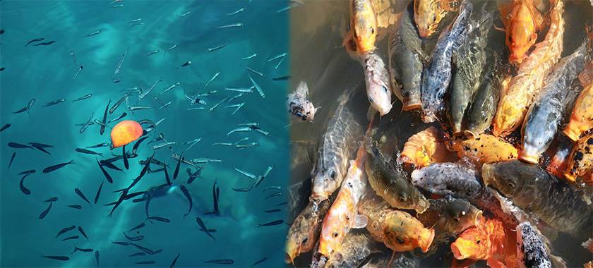 alimentacion de los peces - Qué comen y cómo se alimentan los peces en el mar