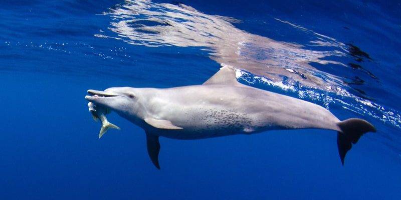 alimentacion del delfin - Cuál es la alimentación de los delfines en su entorno natural