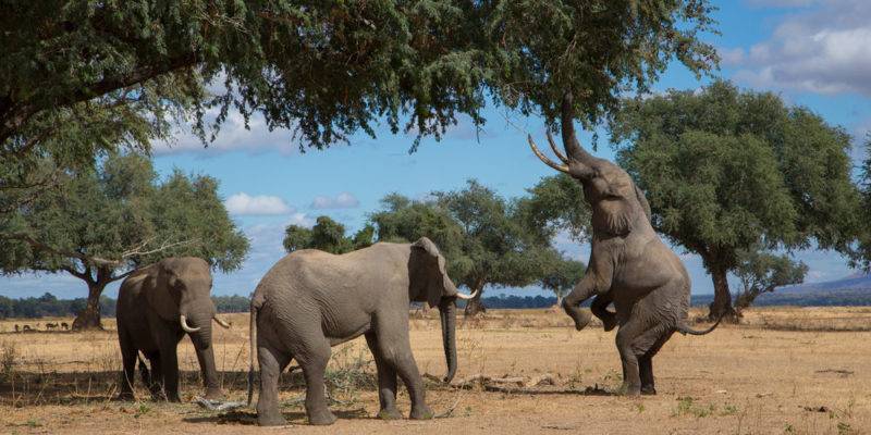 alimentacion del elefante - Cuál es la dieta de los elefantes en su hábitat natural