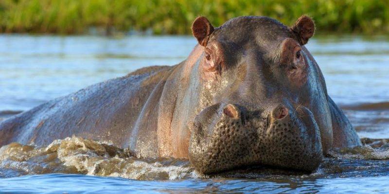 alimentacion del hipopotamo - Cuál es la dieta de los hipopótamos en su hábitat natural