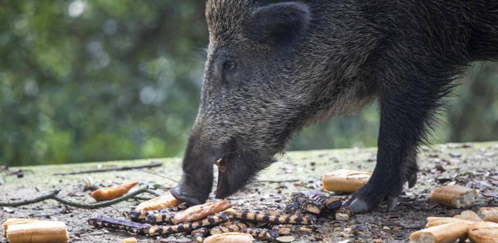 alimentacion del jabali - Alimentación de los jabalíes en su hábitat natural