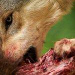 Alimentación y hábitos alimenticios del lobo en la naturaleza