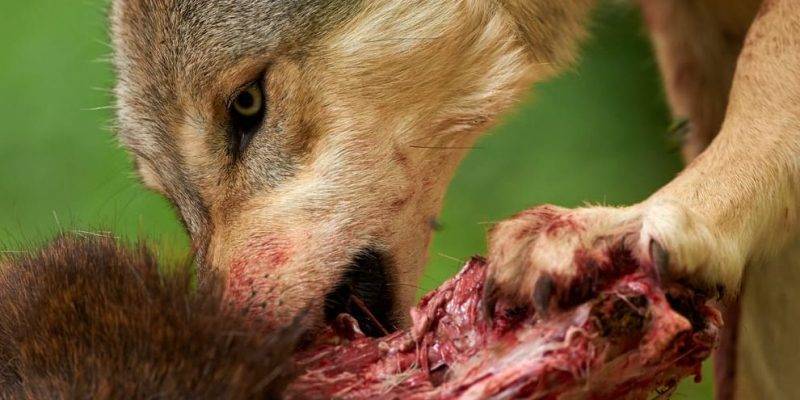 alimentacion del lobo - Alimentación y hábitos alimenticios del lobo en la naturaleza