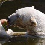 Alimentación y caza de osos en su hábitat natural