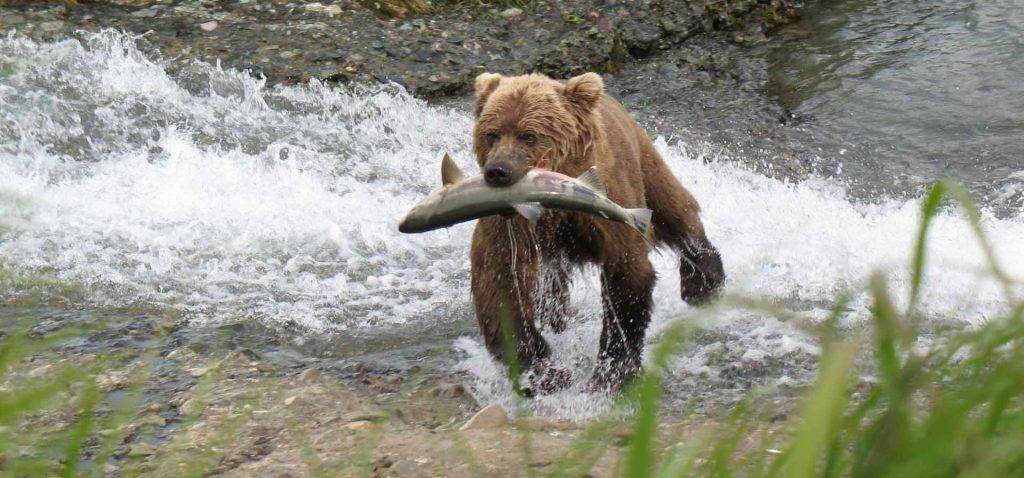 alimentacion del oso pardo - Cuál es la alimentación y el hábitat del oso pardo