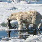 Cuál es la dieta de los osos polares en el Ártico