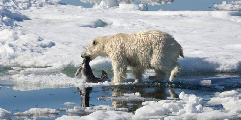 alimentacion del oso polar - Cuál es la dieta de los osos polares en el Ártico