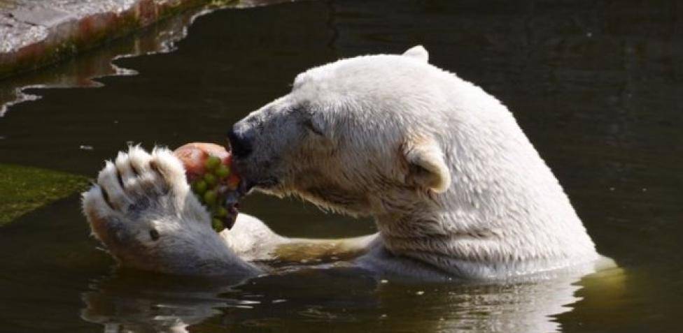 alimentacion del oso - Alimentación y caza de osos en su hábitat natural