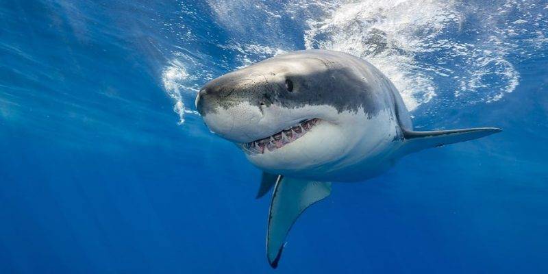 alimentacion del tiburon - Qué tipo de alimentos consumen los tiburones