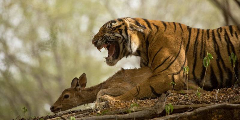 alimentacion del tigre - Cuál es la dieta de los tigres en su hábitat natural