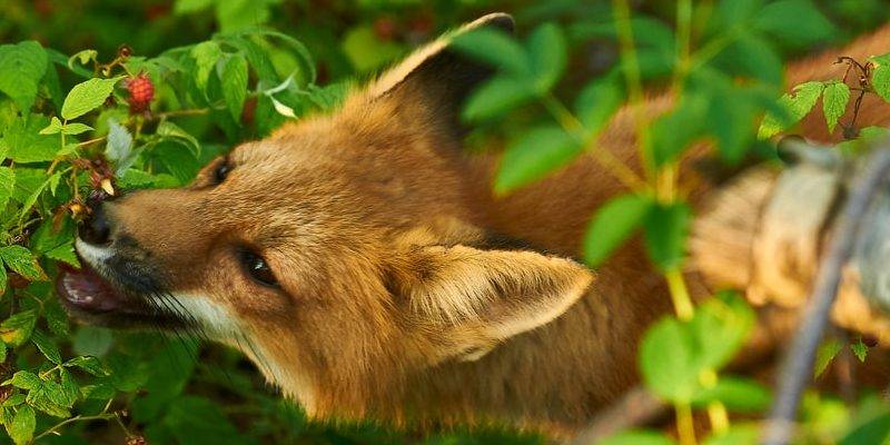 alimentacion del zorro - En qué consiste la dieta de los zorros