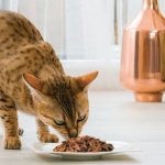 Cómo debe ser la alimentación de un gato de 1 mes de edad