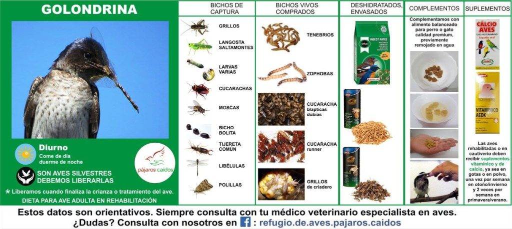 alimentacion golondrina - Qué comen las golondrinas y cómo alimentarlas adecuadamente