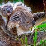 Cuál es la dieta de los koalas y qué comen principalmente