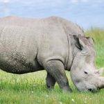 Qué alimentación tienen los rinocerontes en la naturaleza