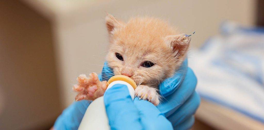 alimentar gatito recien nacido - Cómo alimentar a un gatito recién nacido de forma adecuada