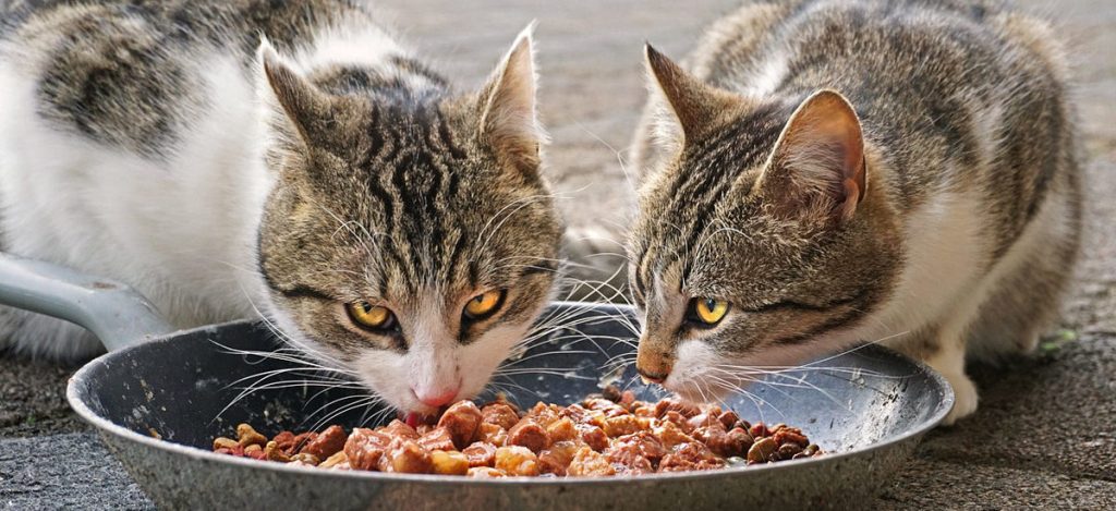 alimentar gatos callejeros - Cómo alimentar a gatos callejeros de forma adecuada