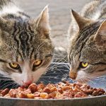 Cómo alimentar a gatos callejeros de forma adecuada