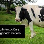 Qué alimentos consumen las vacas y los toros en su dieta diaria