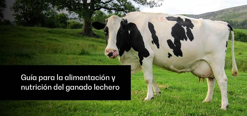 alimento de la vaca - Qué alimentos consumen las vacas y los toros en su dieta diaria