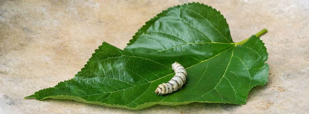 alimento del gusano de seda - Qué alimentan los gusanos de seda durante su ciclo de vida