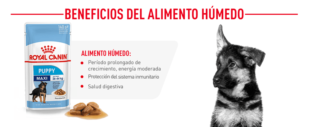 alimento para pastor aleman cachorro - Cómo alimentar a un cachorro de pastor alemán