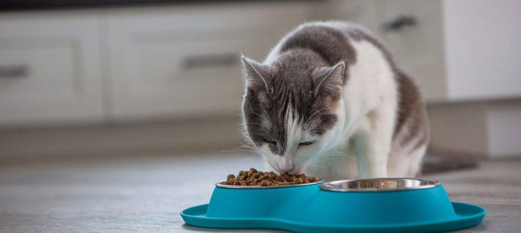 alimentos prohibidos para gatos con insuficiencia renal - Qué pueden comer los gatos con insuficiencia renal