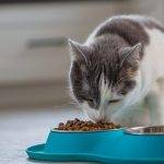 Qué pueden comer los gatos con insuficiencia renal