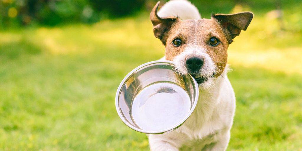 alimentos que dan alergia a los perros - Cuáles alimentos pueden causar alergias en perros