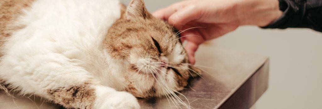 aliviar dolor dientes gatos - Cómo aliviar dolor de dientes en gatos con remedios caseros