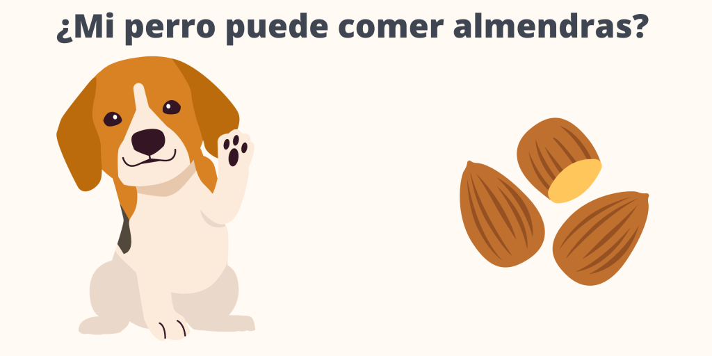 almendra perro - Es seguro que los perros coman almendras crudas