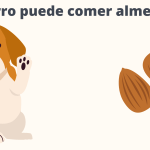 Es seguro que los perros coman almendras crudas