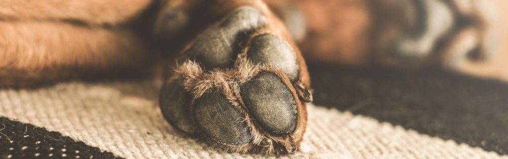 almohadilla carpiana perro levantada - Cómo tratar las almohadillas levantadas en perros