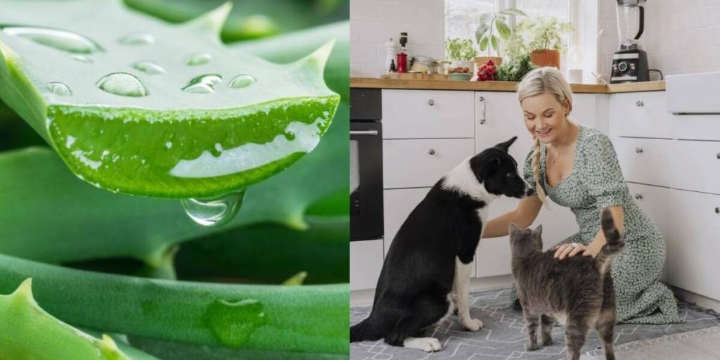 aloe vera para perros - Cómo puede beneficiar el aloe vera a los perros y cómo se utiliza