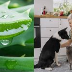 Cómo puede beneficiar el aloe vera a los perros y cómo se utiliza