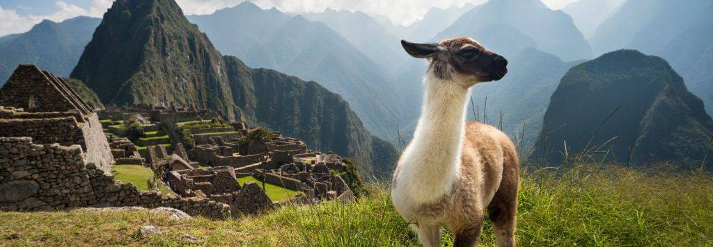 alpaca escupe - Por qué las llamas escupen saliva en lugar de comerla