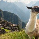 Por qué las llamas escupen saliva en lugar de comerla