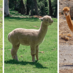 Diferencias entre Alpacas, Llamas, Vicuñas y Guanacos