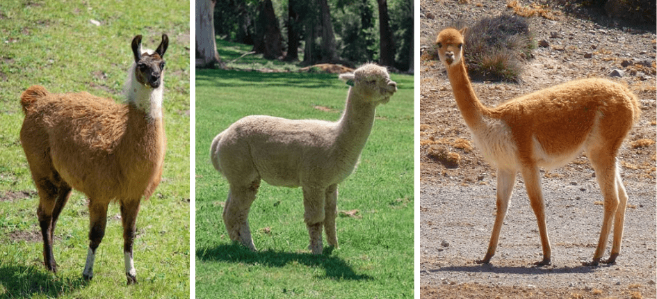 alpaca vicuna llama - Diferencias entre Alpacas, Llamas, Vicuñas y Guanacos