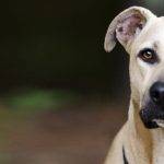 Qué características definen al perro Black Mouth Cur