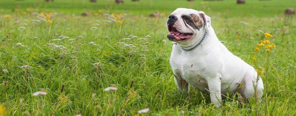 american bulldog - American Bulldog: Características, fotos y vídeos