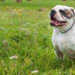 American Bulldog: Características, fotos y vídeos