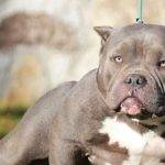 Características y adopción de American Bully (+FOTOS)