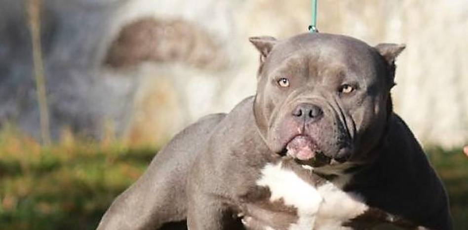 american bully caracter 18 - Características y adopción de American Bully (+FOTOS)